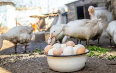 From Hatch to Harvest: A Look Inside Our Poultry Farm