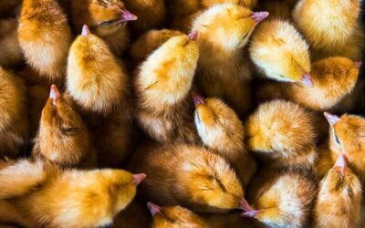 Sustainable Farming: How We Care for Our Land and Flock